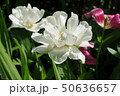 白い八重咲きのチューリップ 50636657
