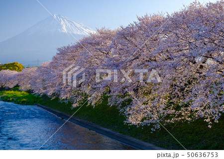 龍巌淵の桜 50636753