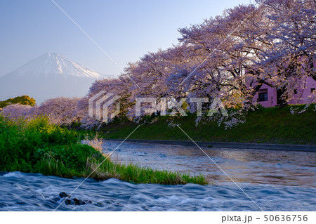 龍巌淵の桜 50636756