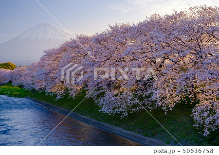 潤井川の桜 50636758
