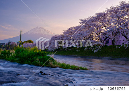 潤井川の桜 50636765