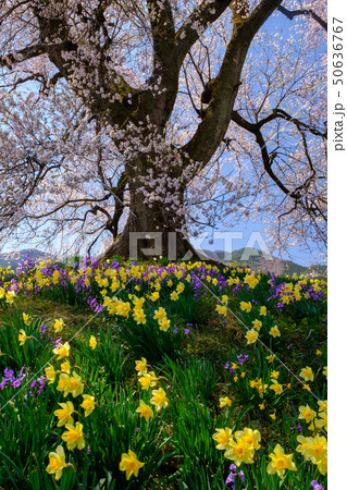 わに塚の桜 50636767