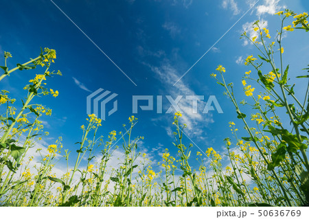 Blooming rape against the blue sky with clouds 50636769