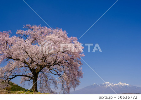 わに塚の桜 50636772