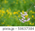 糸桜 50637384