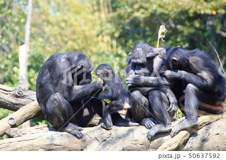 チンパンジーの家族　撮影許可・協力：よこはま動物園ズーラシア 50637592