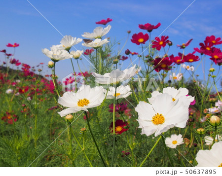 Cosmos　コスモス畑 50637895