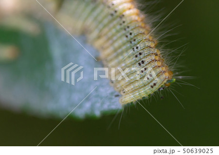 葉っぱの上のチャドクガの幼虫 ガーデニングの嫌われ者 葉っぱの上のチャドクガの幼虫 ガーデニングの嫌われ者 50639025
