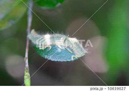 葉っぱの上のチャドクガの幼虫 ガーデニングの嫌われ者 葉っぱの上のチャドクガの幼虫 ガーデニングの嫌われ者 50639027