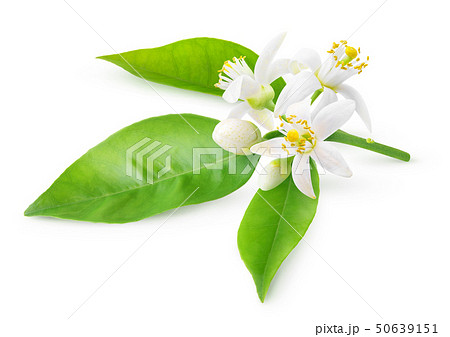 Orange blossoms on a branch Orange blossoms on a branch 50639151