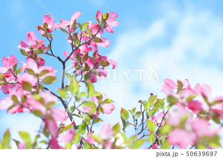 青空とハナミズキ 青空とハナミズキ 50639697