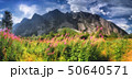 View of Trollveggen, Troll Wall, European highest vertical rock face, Norway. Blooming sally. 50640571