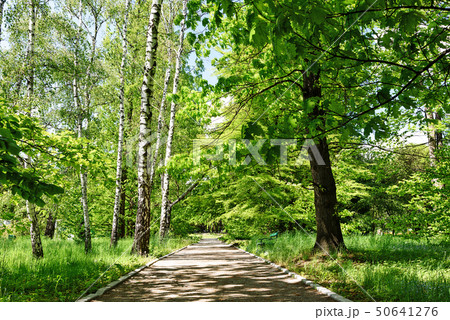 Landscape of the public park Landscape of the public park 50641276