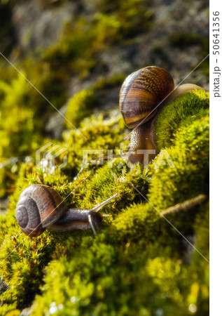 Big grape snail in shell crawling, summer day in garden, A common garden snail climbing on a stump 50641356