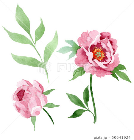 Dark red peony floral botanical flowers. Watercolor background illustration set. Isolated peony Dark red peony floral botanical flowers. Watercolor background illustration set. Isolated peony 50641924