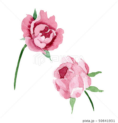 Dark red peony floral botanical flowers. Watercolor background illustration set. Isolated peony 50641931
