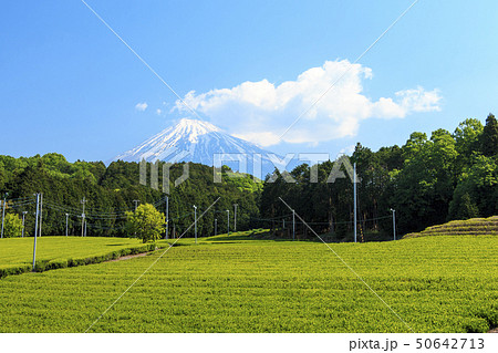 大熊笹場（初夏） 50642713