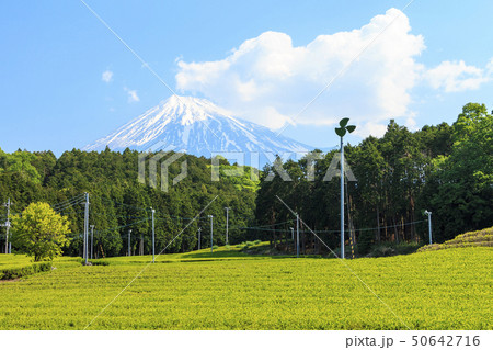 大熊笹場（初夏） 50642716