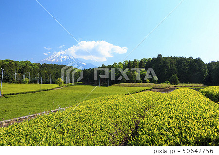 茶畑(初夏) 茶畑(初夏) 50642756
