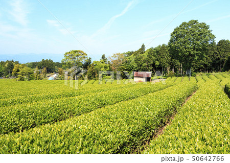 茶畑(初夏) 茶畑(初夏) 50642766