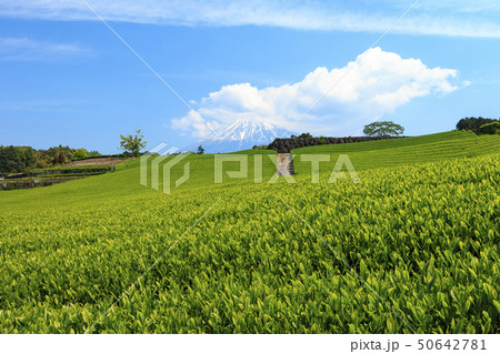 茶畑(初夏) 茶畑(初夏) 50642781