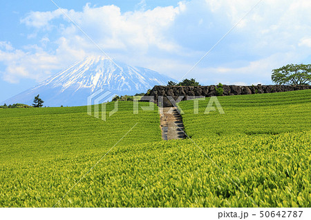 茶畑（初夏） 50642787