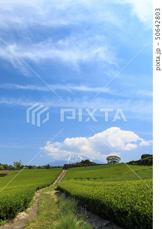 茶畑(初夏) 茶畑(初夏) 50642803