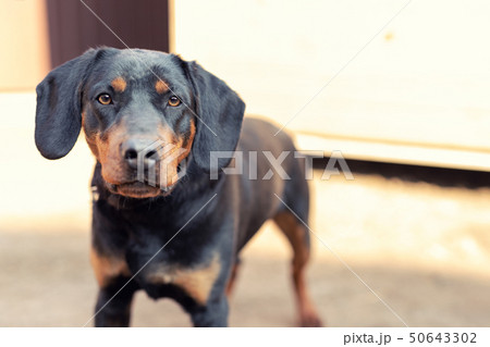 Young german hunting terrier dog on chain at home backyard on bright sunny day. Purebred adorable Young german hunting terrier dog on chain at home backyard on bright sunny day. Purebred adorable 50643302