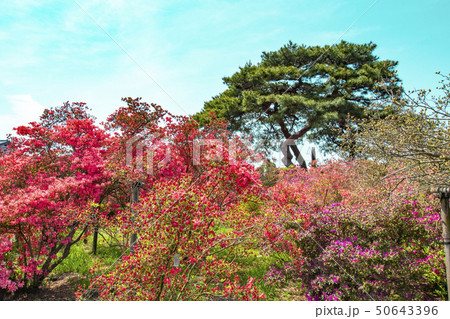 館林　つつじヶ丘公園　ツツジ 50643396