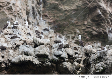 Ballestas Islands, Perù Ballestas Islands, Perù 50644057
