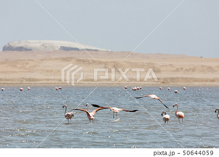 Flamingos  in Paracas, Peru. 50644059