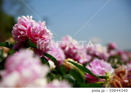 芍薬 芍薬 50644340