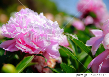 芍薬 50644342