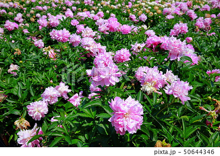 芍薬 芍薬 50644346
