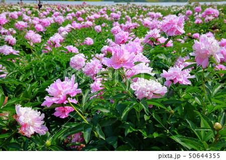 芍薬 50644355