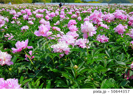 芍薬 50644357