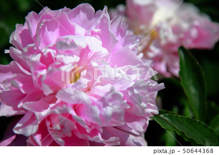 芍薬 50644368