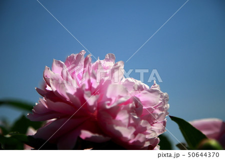 芍薬 芍薬 50644370