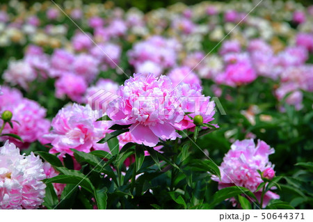 芍薬 芍薬 50644371