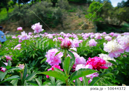 芍薬 50644372