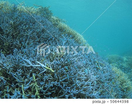 八重山　沖縄　石垣島　浜島　幻の島　さんご礁　珊瑚礁　枝珊瑚　海　南国　南の島　自然　景色　風景　水 50644398