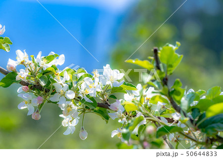 リンゴの花 長野県 の写真素材