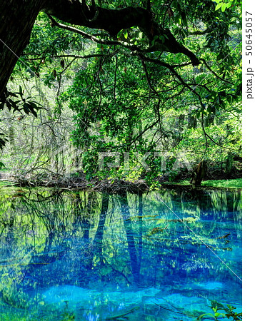 新緑に輝く丸池様 新緑に輝く丸池様 50645057