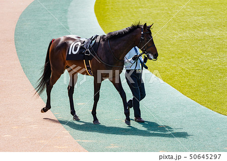 パドック パドック 50645297