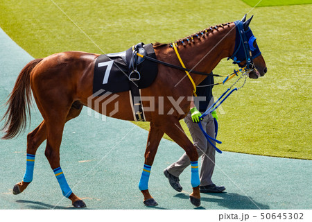 パドック 50645302