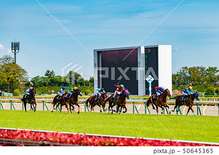 競馬レース 競馬レース 50645365
