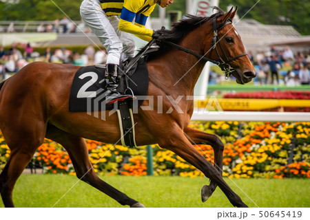 競馬 競馬 50645419