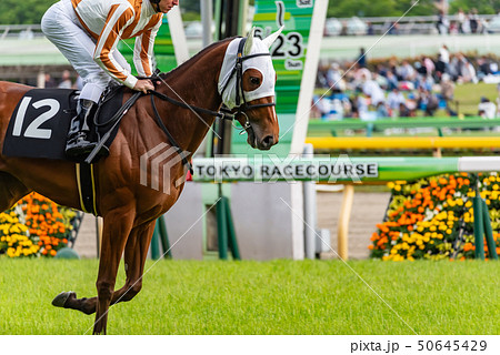 競馬 50645429