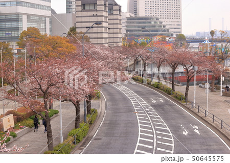 [定額] 横浜の桜 50645575