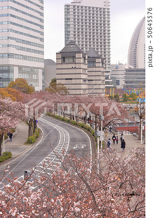 [定額] 横浜の桜 50645576